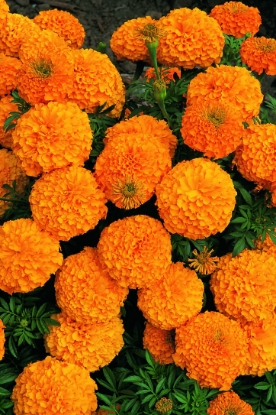Picture of Marigold African - Inca Series F1 Orange